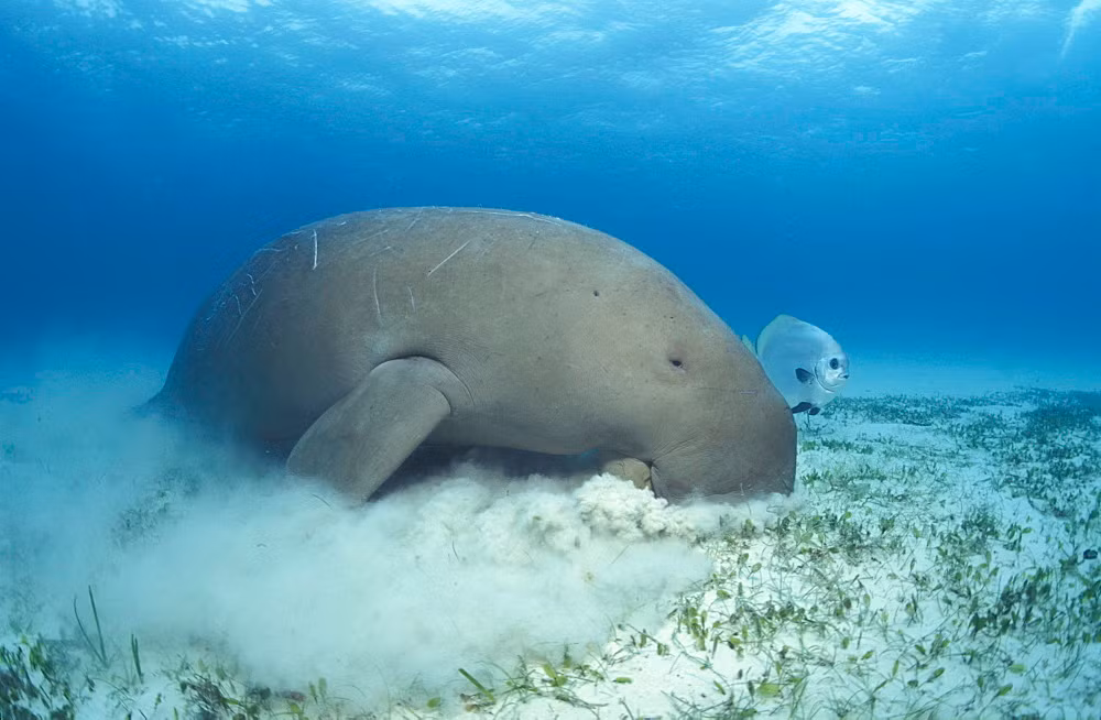 Cá cúi có thị lực rất kém, nhưng khứu giác rất nhạy bén. Môi chúng rất dày, lởm chởm râu cứng. Ảnh robertharding.