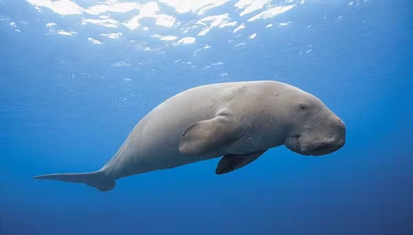 Cá cúi loài động vật thủy sinh hoàn toàn ăn thực vật duy nhất thuộc lớp Thú. Ảnh earth.