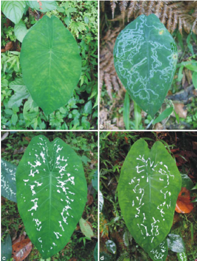 Để ngăn chặn bị tàn phá, cây tai voi giả vờ bệnh bằng cách xuất hiện những đốm trắng giống như vết tích để lại của sâu ăn. Ảnh blogspot.