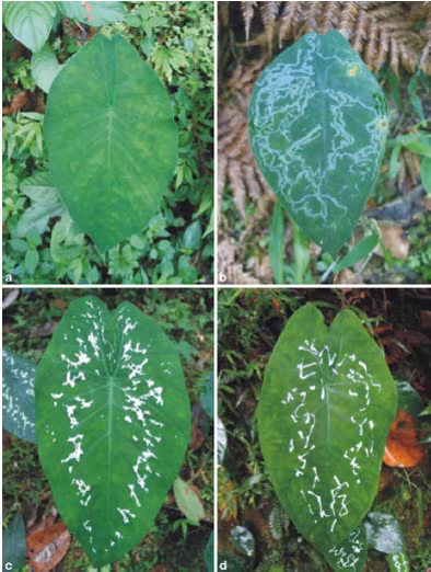 Để ngăn chặn bị tàn phá, cây tai voi giả vờ bệnh bằng cách xuất hiện những đốm trắng giống như vết tích để lại của sâu ăn. Ảnh blogspot.