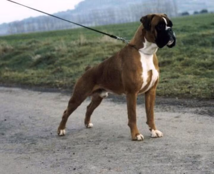 Tuổi thọ của chó võ sĩ từ 11 năm đến 15 năm. Ảnh pinimg.