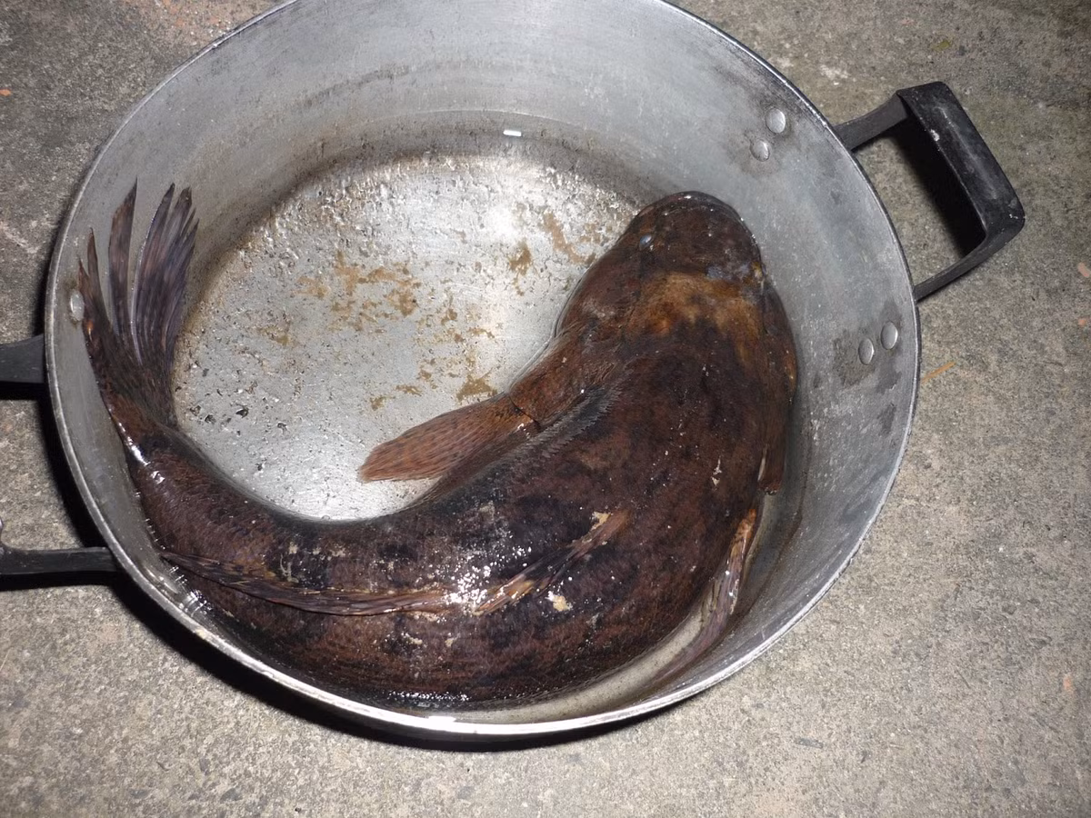 Ban ngày, cá bống tượng vùi mình xuống bùn hoặc ẩn trong hang hốc, ban đêm mới đi kiếm ăn. Ảnh blogspot.