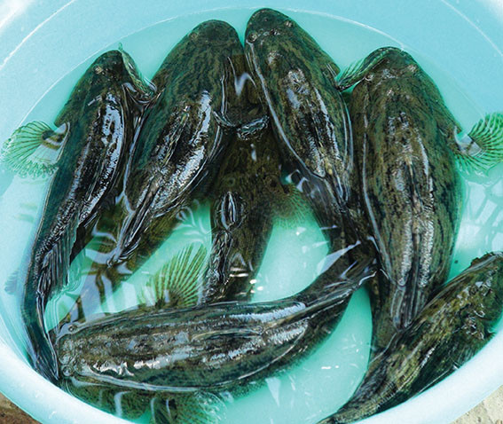 Khi gặp nguy hiểm, cá bống tượng có thể chui xuống bùn sâu đến 1m và có thể sống ở đó hàng chục giờ. Ảnh tepbac.