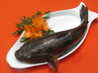 Cá bống tượng có thân hình thoi tròn, da bóng, nhiều nhớt, mình cá có nhiều màu đen, điểm thêm ít vằn nâu, dưới đuôi có hình chữ V màu đen. Ảnh giadinhhaisan.