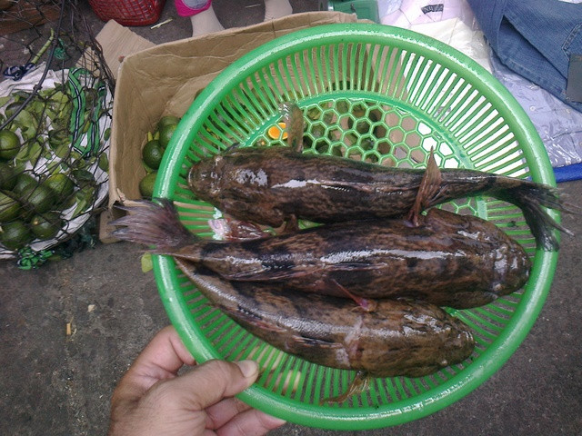 Ở Việt Nam, cá bống tượng được tìm thấy ở hệ thống sông Cửu Long, sông Đồng Nai, sông Vàm Cỏ. Ngoài ra, loài cá này còn được nuôi ở Quảng Nam. Ảnh antv.