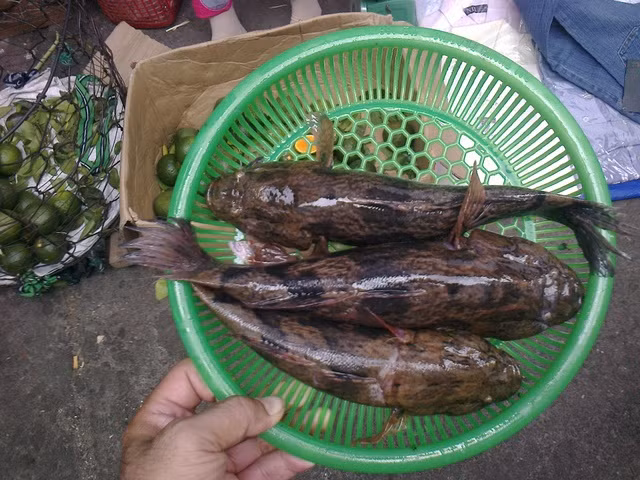 Ở Việt Nam, cá bống tượng được tìm thấy ở hệ thống sông Cửu Long, sông Đồng Nai, sông Vàm Cỏ. Ngoài ra, loài cá này còn được nuôi ở Quảng Nam. Ảnh antv.