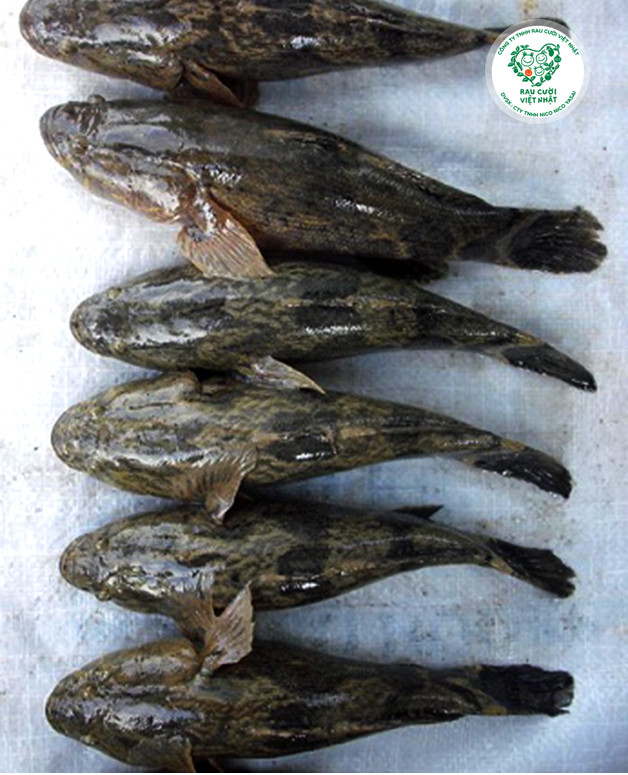 Cá bống tượng là loài cá dữ. Thức ăn của chúng gồm cá, tép, cua, ốc... tươi sống và vừa với cỡ miệng. Đặc biệt, loài cá này có thể sống nhiều ngày không ăn. Ảnh raucuoivietnhat.