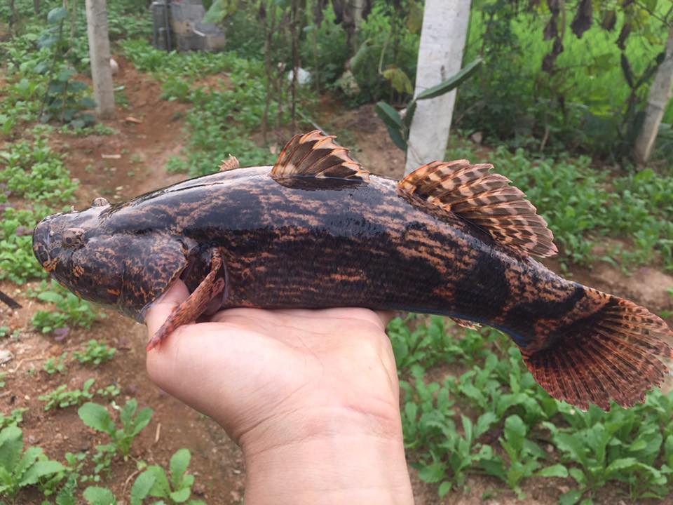 Cá bống tượng sống thành đàn và thường đi một cặp, ít khi đi lẻ. Ảnh facebook.