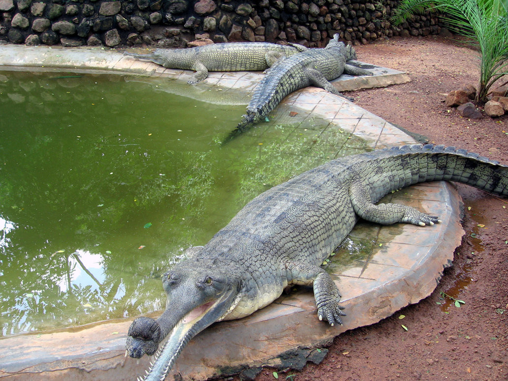 Theo Liên minh Bảo tồn Thiên nhiên và Tài nguyên thiên nhiên Quốc tế (UICN), cá sấu Ấn Độ là một trong những loài đang bị đe dọa nghiêm trọng về số lượng cá thể. Ảnh deviantart.
