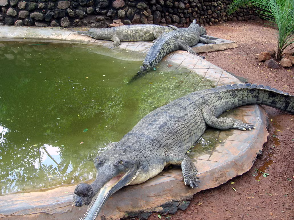 Theo Liên minh Bảo tồn Thiên nhiên và Tài nguyên thiên nhiên Quốc tế (UICN), cá sấu Ấn Độ là một trong những loài đang bị đe dọa nghiêm trọng về số lượng cá thể. Ảnh deviantart.