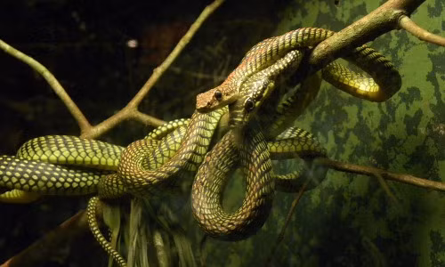 Rắn bay còn có tên gọi khác là rắn cây thiên đường, rắn bay thiên đường. Ảnh Ytimg.