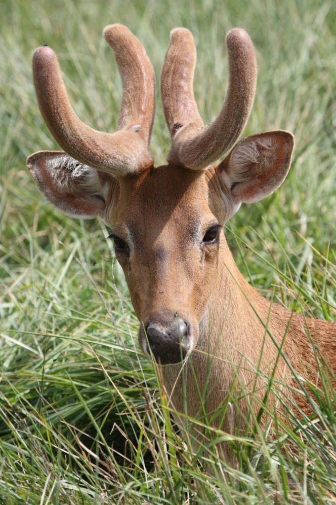 Nai cà tông là loài động vật hiền lành với bộ sừng được đánh giá là đẹp nhất trong tất cả các loài động vật thuộc bộ móng guốc. Ảnh iucnredlist.