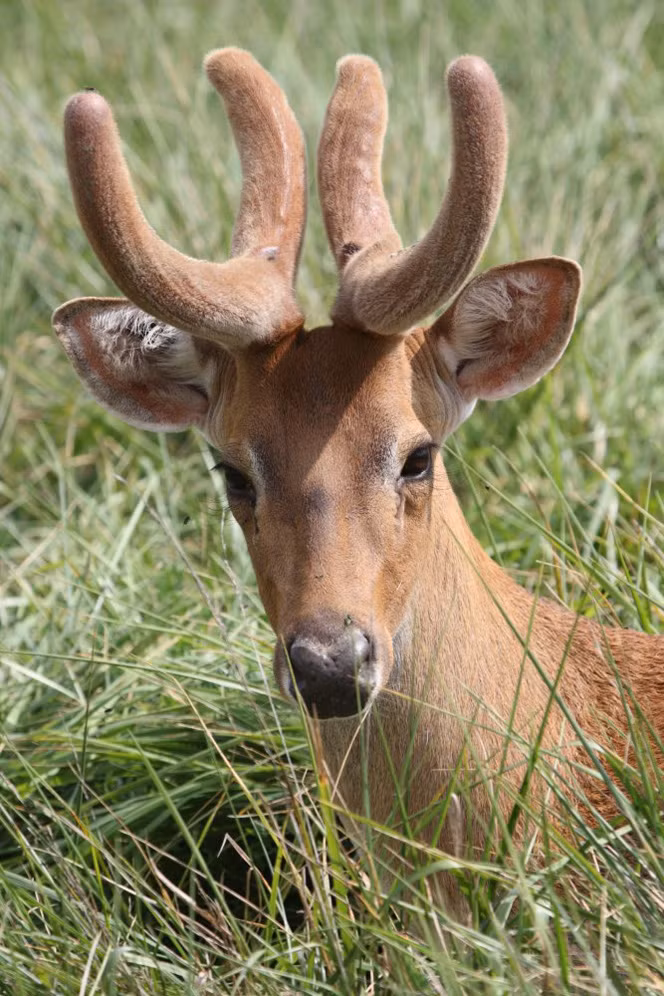 Nai cà tông là loài động vật hiền lành với bộ sừng được đánh giá là đẹp nhất trong tất cả các loài động vật thuộc bộ móng guốc. Ảnh iucnredlist.