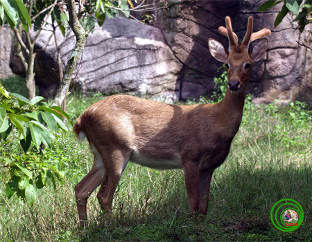 Nai cà tông có hình dáng giống nai nhưng kích thước nhỏ hơn, đầu và mặt thuôn dài, tai to tròn. Con đực có cặp sừng 4 - 5 nhánh. Ảnh vncreatures.