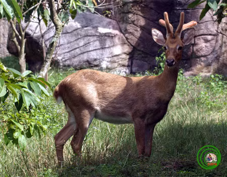 Nai cà tông có hình dáng giống nai nhưng kích thước nhỏ hơn, đầu và mặt thuôn dài, tai to tròn. Con đực có cặp sừng 4 - 5 nhánh. Ảnh vncreatures.