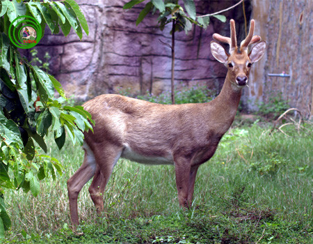 Ở Việt Nam, nai cà tông có ở Kontum, Đắk Lắk , Lâm Đồng, phân bố hạn chế ở một số vùng rừng, số lượng rất ít và đang bị giảm dần. Ảnh vncreatures.