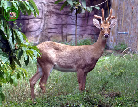 Ở Việt Nam, nai cà tông có ở Kontum, Đắk Lắk , Lâm Đồng, phân bố hạn chế ở một số vùng rừng, số lượng rất ít và đang bị giảm dần. Ảnh vncreatures.