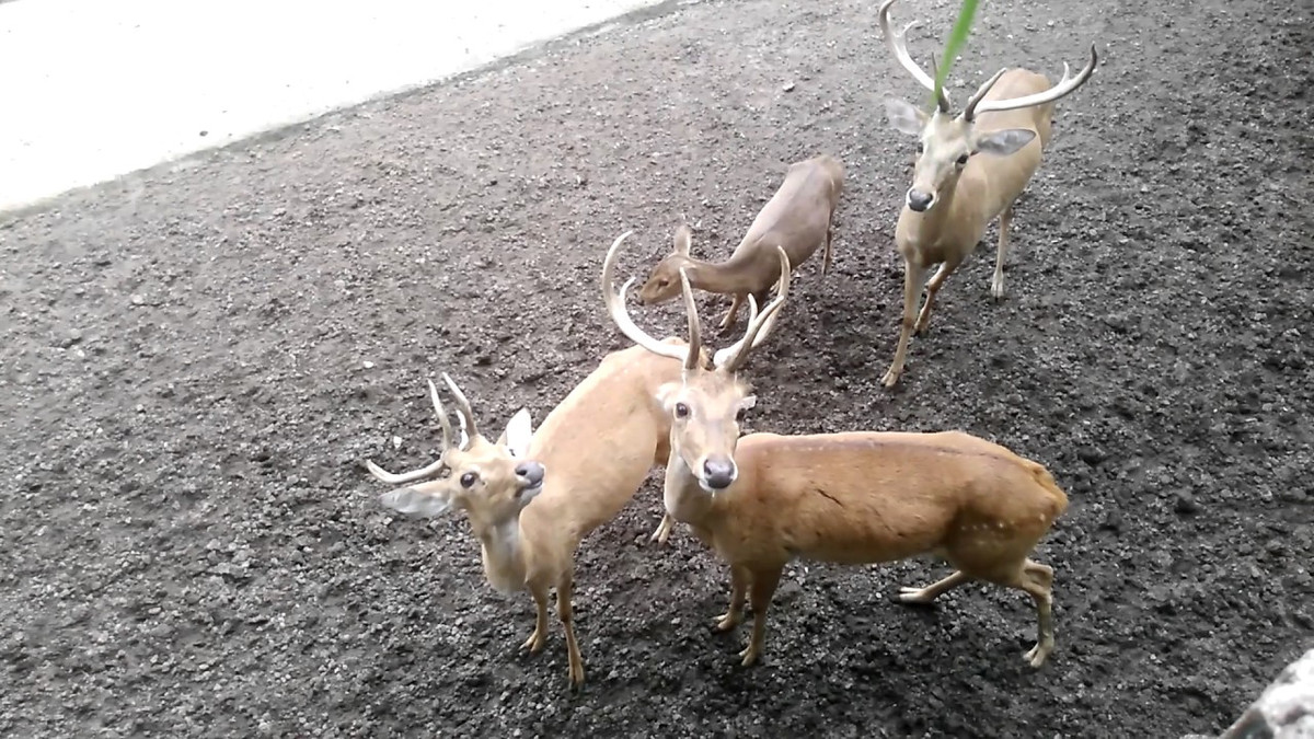 Nai cà tông có chiều dài từ đầu đến chân trung bình từ 150cm - 180cm, trọng lượng từ 125kg - 175kg với cặp sừng dài khoảng 99cm. Ảnh ytimg.