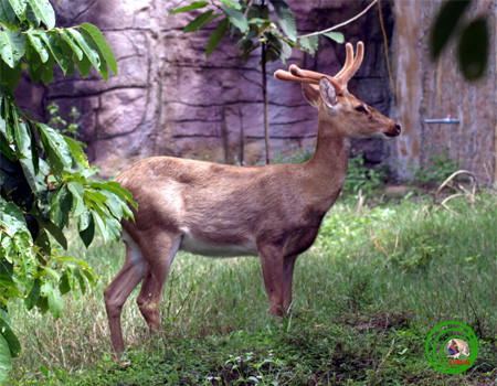 Trên thế giới, nai cà tông phân bố ở Đông bắc Ấn Độ, Mianma, Trung Quốc, Campuchia, Thái Lan. Ảnh vncreatures.