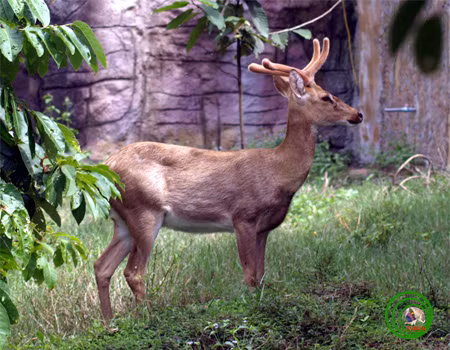 Trên thế giới, nai cà tông phân bố ở Đông bắc Ấn Độ, Mianma, Trung Quốc, Campuchia, Thái Lan. Ảnh vncreatures.