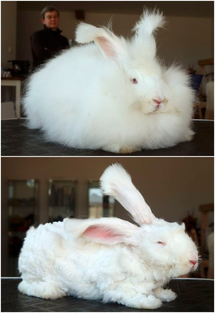 Thỏ Angora có trọng lượng từ 2kg - 3,4kg. Chúng có thể sống từ 7 - 12 năm nếu được chăm sóc đầy đủ. Ảnh avaxnews.