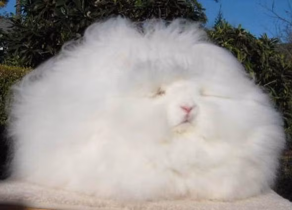 Mỗi tháng, lông của thỏ Angora có thể dài khoảng 2,5cm và mỗi năm chúng cho khoảng 600g – 700g lông tơ. Ảnh newbloggycat.