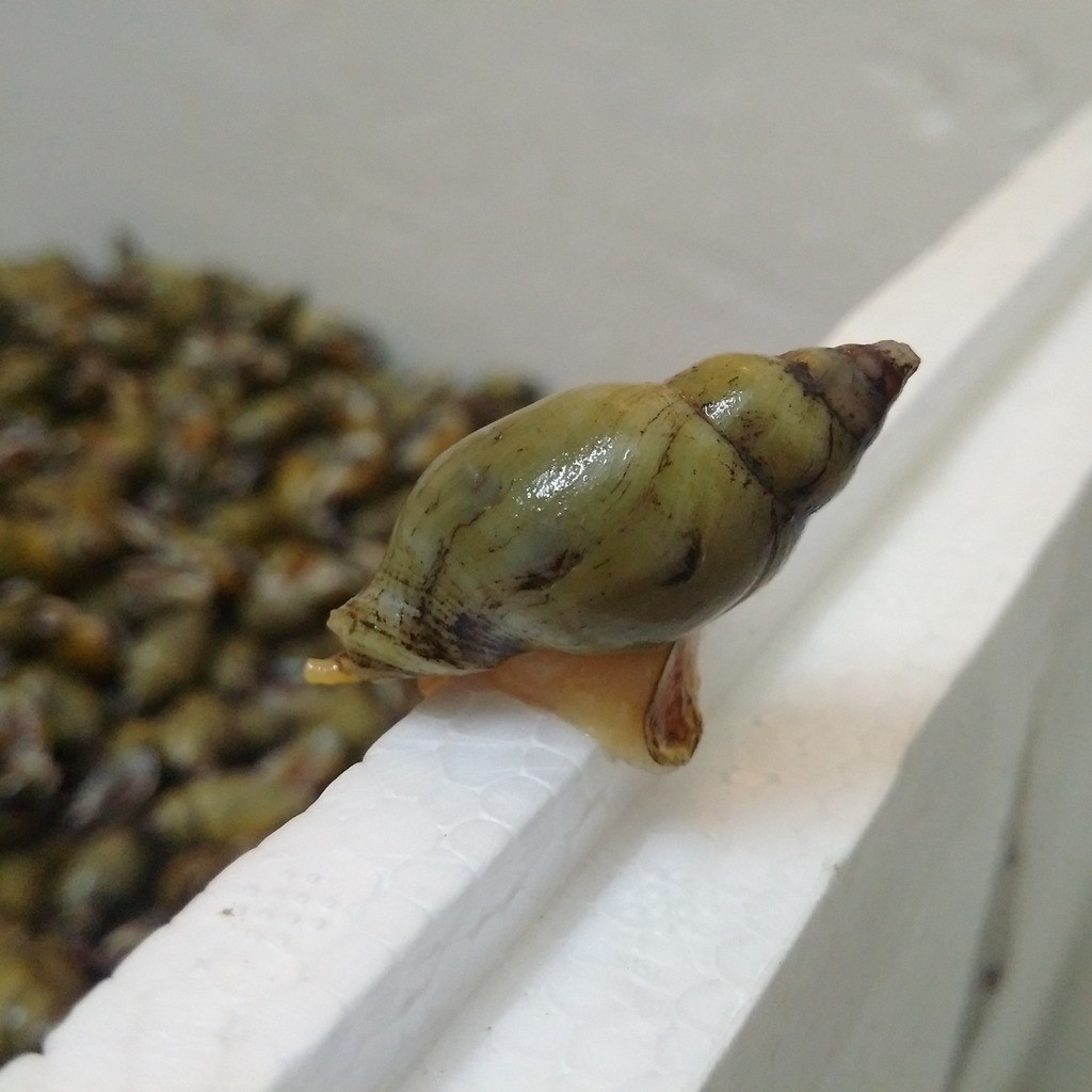  Ốc cau là loài nhuyễn thể sống ở môi trường nước mặn. Loài ốc này có quanh năm nhưng nhiều nhất là vào mùa gió Nam. Ảnh photobucket.