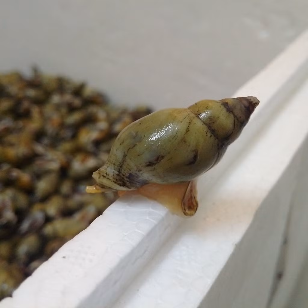  Ốc cau là loài nhuyễn thể sống ở môi trường nước mặn. Loài ốc này có quanh năm nhưng nhiều nhất là vào mùa gió Nam. Ảnh photobucket.