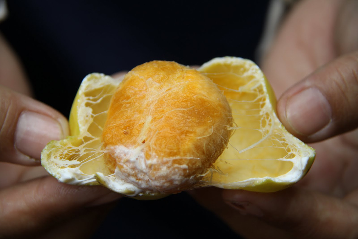 Loại quả lạ độc, đặc sản núi rừng Việt Nam, trái gùi có kích thước nhỏ hơn quả trứng gà so, khi chín có màu vàng, vỏ mỏng, bên trong có múi như múi mít. Ảnh blogspot.