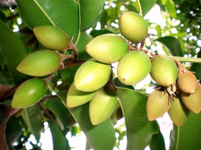 Trái viết có hình thoi, hai đầu nhỏ chính giữa lớn. Trái viết khi chín ăn rất ngọt. Tuy nhiên, loại quả này bây giờ rất hiếm gặp và hầu như không còn. Ảnh blogspot.