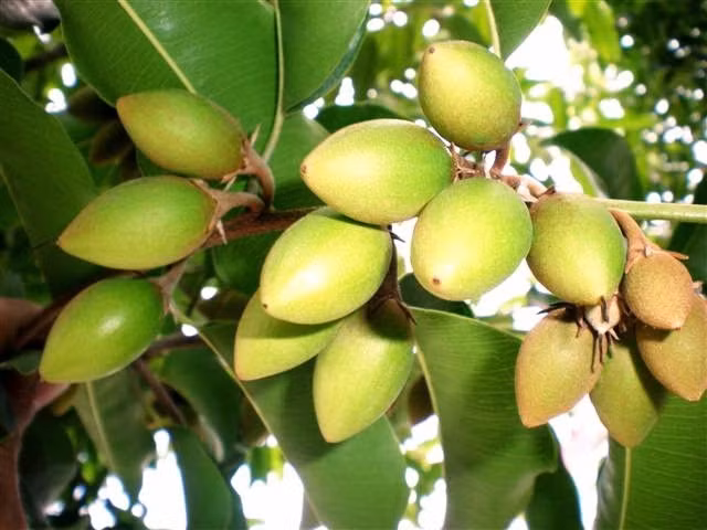 Trái viết có hình thoi, hai đầu nhỏ chính giữa lớn. Trái viết khi chín ăn rất ngọt. Tuy nhiên, loại quả này bây giờ rất hiếm gặp và hầu như không còn. Ảnh blogspot.