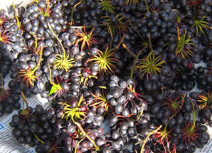 Trái chùm đuông mọc thành từng chùm, nhỏ như hạt mồng tơi. Khi chín có màu tím và ăn có vịt ngọt. Ảnh blogspot.