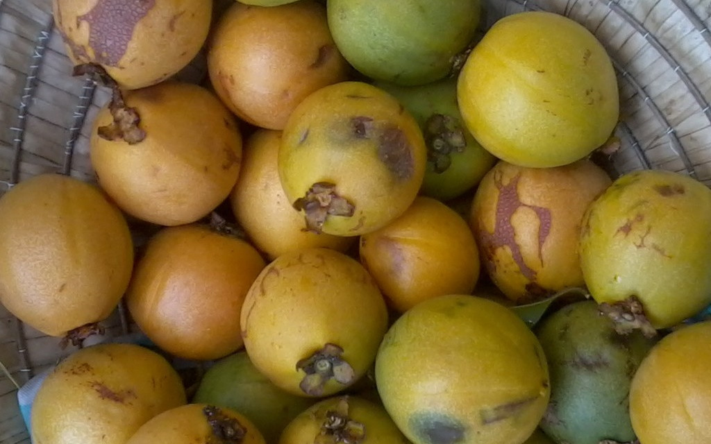 Trái bứa nhỏ bằng nắm tay trẻ con, có vị chua với các múi tương tự như múi mít. Ảnh blogspot.