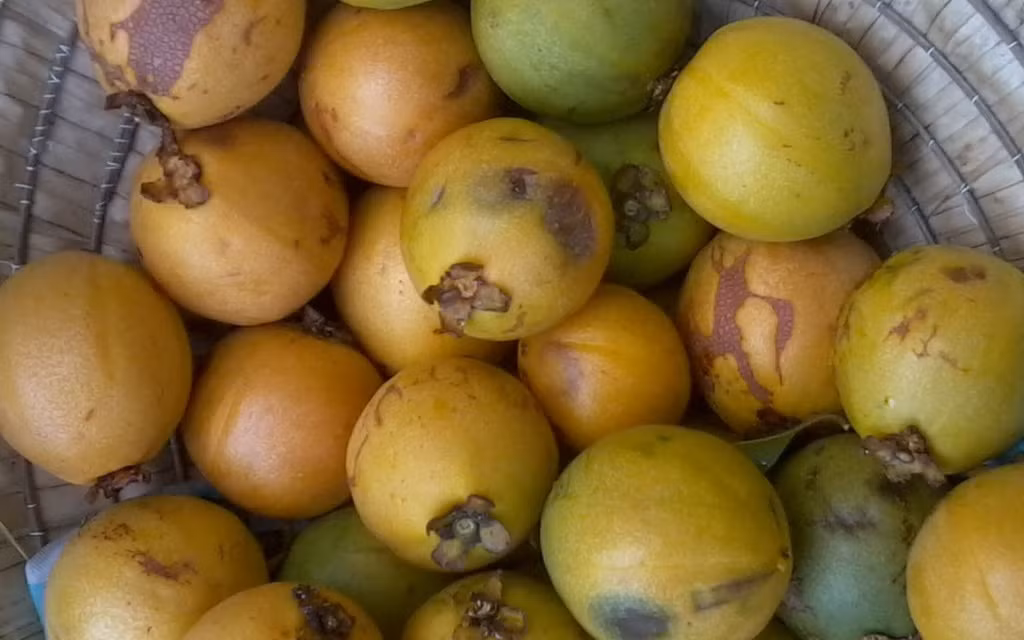 Trái bứa nhỏ bằng nắm tay trẻ con, có vị chua với các múi tương tự như múi mít. Ảnh blogspot.