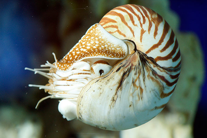 Ốc anh vũ sở hữu chiếc vỏ cứng rất đẹp với vằn hình lượn sóng xám đỏ xen nhau bên ngoài có và lớp xà cừ trắng bạc bên trong. Ảnh gdynia.