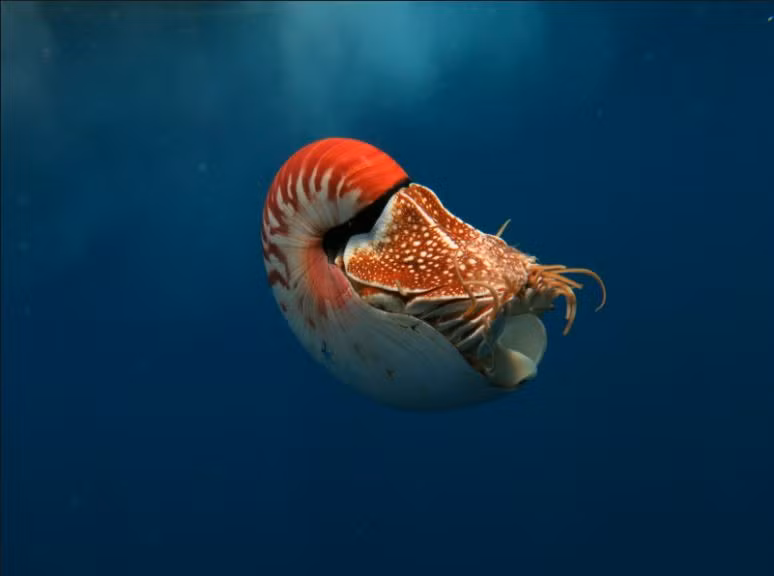 Tại Việt Nam, ốc anh vũ phân bố tại khu vực Khánh Hòa, Bà Rịa – Vũng Tàu. Ảnh dmschools.