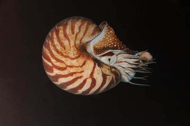 Ốc anh vũ sống dưới đáy biển sâu vài trăm mét ở vùng nhiệt đới, cận nhiệt đới. Chúng không bò dưới đáy biển như các loại ốc thông thường mà có khả năng bơi trong nước biển. Ảnh biopix.
