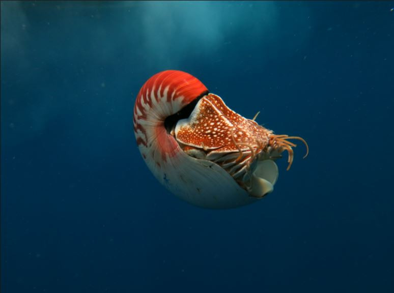 Tại Việt Nam, ốc anh vũ phân bố tại khu vực Khánh Hòa, Bà Rịa – Vũng Tàu. Ảnh dmschools.