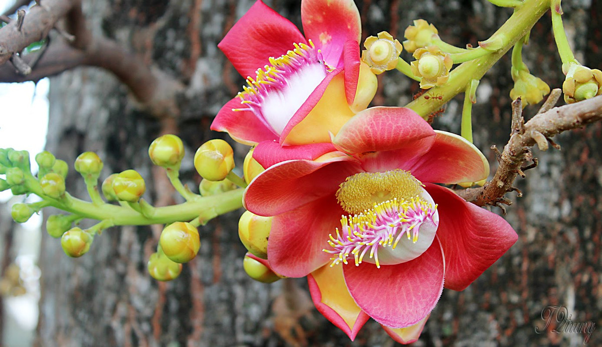 Hoa sala mọc thành từng chùm trên cọng dài (có khi dài tơi 3m) với màu hồng hoặc màu cam đỏ thắm. Ảnh ytimg.