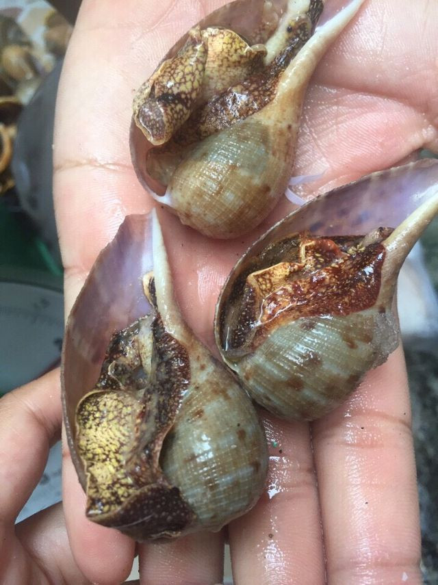 Ốc muỗng dễ chế biến thành nhiều món ngon như nướng mỡ hành, nướng phô mai, xào bơ, hấp sả, xào rau muống... Ảnh lozi.