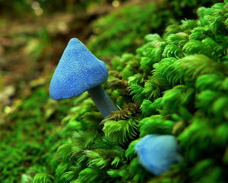 Nấm Entoloma hochstetteri chính là loài nấm vinh dự được in trên mặt sau của tờ tiền 50 đô la của New Zealand năm 1990. Ảnh treknature.