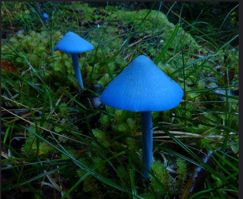 Nấm Entoloma hochstetteri không chỉ có màu xanh da trời rất đẹp bên ngoài, mà bên trong có màu đỏ nhạt. Ảnh flickr.