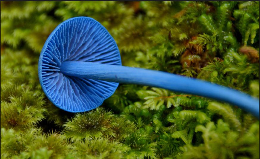 Màu xanh đặc biệt của nấm Entoloma hochstetteri được tạo nên bởi 3 hợp chất diệp lục. Ảnh flickr.