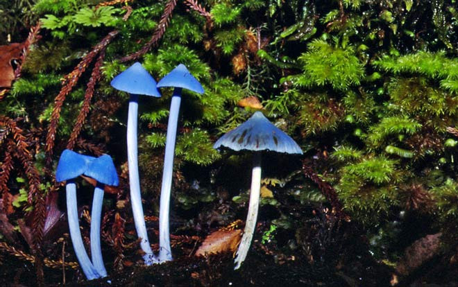 Nấm Entoloma hochstetteri được xem là một trong những những loài nấm quý hiếm và kỳ lạ nhất trên thế giới. Ảnh govt.