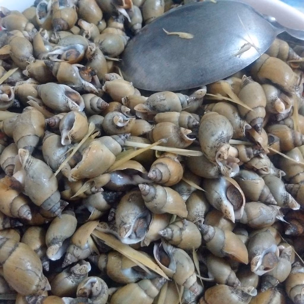 Khác với các loài ốc khác, ốc cau “nhỏ nhưng có võ”. Chúng có nhiều thịt, thịt lại giòn và ngọt nên rất được ưa chuộng. Ảnh photobucket.