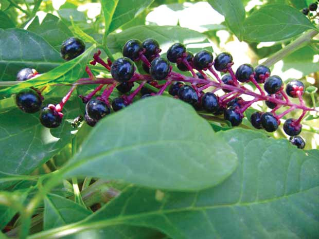  Cây thương lục là cây thân thảo, dễ trồng, mau lớn. Đặc biệt, củ của nó có hình dáng rất giống với củ nhân sâm nên nhiều người ngộ nhận đây là giống sâm quý. Ảnh samviet.