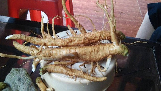 Chất độc có trong cây thương lục là chất phytolaccatoxin. Nếu cơ thể hấp thu nhiều chất này sẽ có cảm giác nôn mửa, co giật , hôn mê tim đập nhanh... thậm chí có thể dẫn tử vong nếu không cấp cứu kịp thời. Ảnh quantrimang.