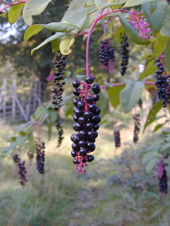 “Vach tran” loai cay co doc thuong bi nham voi nhan sam-Hinh-7