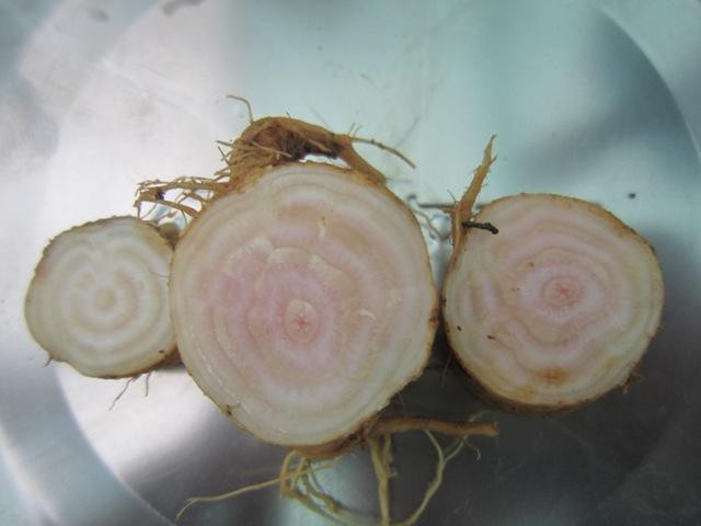 Cây thương lục là một vị thuốc được dùng từ lâu trong y học cổ truyền phương Đông nhưng được xếp vào nhóm thuốc có độc. Ảnh quantrimang.