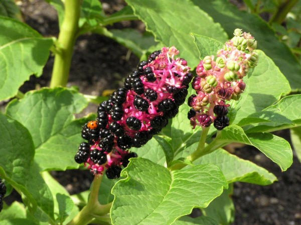 Cây thương lục có độc ở tất cả các bộ phận, từ thân, lá cho đến hoa. Ảnh ydvn.